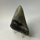 Megalodon Shark Tooth 3 77 Inch - Serrated - Natural Fossil - Authentic 20128