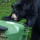 Ultimate Black Bear Trash Lock -animal Proof Existing Trash Cans  Four Straps   
