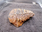 Genuine  Juvenilt Mammoth Tooth Molar - Almost Complete