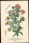 1896 Edward Step Flowers Original Antique Purple  Pink  Daisies  Phlox 2 Prints