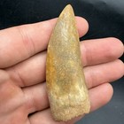 Real Dinosaur Tooth Fossil 2 88    Northern Africa