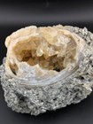 4  Mercenaria Permagna Clam Fossil Golden Calcite Crystal Fort Drum Florida