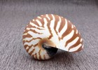 Natural Nautilus Seashell Nautilus Pompilius  1 Shell Approx  3  Inches 