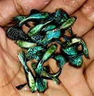 X2 Male    - Live Aquarium Guppy Fish High Quality -    Green Dragon