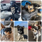 Xs Dog Goggles For Extra Small Breed Uv wind dust Protection Chihuahua Sungla   