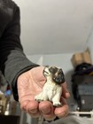 Small Ceramic King Charles Spaniel Dog Figurine 