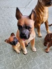Collection Of Boxer Dogs Collectibles Five Total
