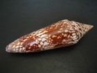 Hard2get   leptoconus Milneedwardsi Clytospira W o 124 8mm   india Seashell