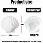 30pcs Scallop Seashells For Diy Crafts And Beach Decor  2-3in White Shells
