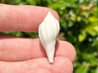 England Fossil Gastropod Voluta Mutata Eocene Shell