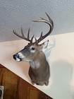 Whitetail Deer Mount 149   