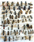Hymenoptera Set 74 Pcs  From Southern Ukraine