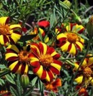 150  Court Jester Marigold Seeds   fresh Seeds    free Shipping  