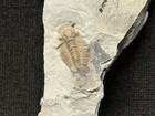 Trilobite-sweet Prone Maurotarion Christyi From Waldron  Indiana-fossils Crinoid