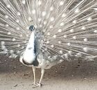 5 Variety Pack Of Peafowl Peacock Hatching Eggs   ready Now   npip 