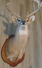 Whitetail Deer Shoulder Mount 8 Point Buck Antlers Rack Taxidermy  Great