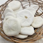 Lot Of Over Two Dozen Seabiscuts Or Sand Dollar Sea Shells