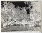 Antique Glass Plate Negative   Herd Of Cattle On Tree-lined Dirt Road