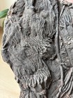 Rare Museum Quality Crinoid Scyphocrinites  sea Lily  Fossil Plate - 14 5 