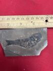 Geological Enterprises Jurassic Fossil Fish  Hulettia Americana New Mexico