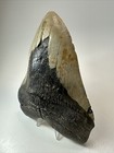 Megalodon Shark Tooth 6 04 Inch - Huge - Authentic Fossil - No Restoration 18507