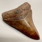 Nice Red brown Serrated 3 11  Fossil Megalodon Shark Tooth - Usa