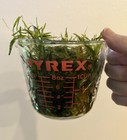 Guppy Grass  najas  - Live Aquarium Freshwater Plant