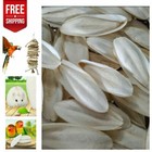 20pcs Cuttlebone Bird Parrots Cuddle Bone Turtles Tortoise Cuttlebone Holder  