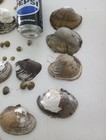 Lot Of Mississippi River Clam Shells mother Of Pearl crafts aquariums