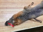Tanned Grey Fox Hide With Paws   Claws Row A-14  0016820