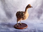 Ostrich Taxidermy Baby Ostrich Chick Cub Taxidermy Small Animals Genuine