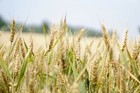 100 Organic Spelt Seeds -dinkel Heritage Heirloom