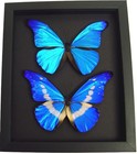 Real Framed Blue Morpho Butterfly Collection Butterflies Moonlight Display
