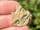 Alabama Fossil Starfish Cast Mississippian Age Bangor Limestone Formation