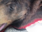 Black Bear Skin Rug Hide