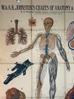 Antique W   Ak Johnson Anatomy Chart Circa 1903 Veins   Lungs Physiology