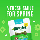 Minties Dental Chews For Medium Dogs 25-50 Lbs  20 Count - Fresh Breath 