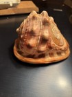A Conch Shell Carved With A Woman   s Head   Cameo