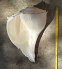 Busyconidae Busycon Contrarium - Lightning left-handed Whelk - 300mm 12 Inch