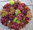 Mm 1 Gallon Sampler Live Sphagnum Moss Crisp And Fuzzy  Fresh Maine 