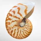 Chambered Nautilus Shell Specimen Brown   White Striped Approx  151 5 Mm