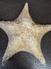 Real Starfish Large Dried Sea Star Sculpture Nautical Ocean Art 12 Inch