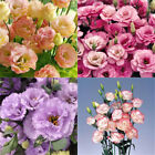 100pcs Eustoma Grandiflorum Seeds Outdoor Flower Seed-garden Yard Decor Plants