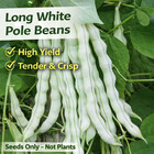Pole Bean Seeds Long Green Beans Heirloom Garden Seeds 20 50 Pcs   seeds Only   