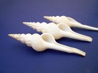 6 Large White Spindle Shells 5   Beach Wedding Decor Arts   Crafts Bridal 