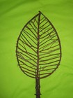    Large Grapevine Leaf -   28   