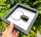 Framed Insect Real Longhorn Beetle Entomology Taxidermy Oddities Home Decor Gift