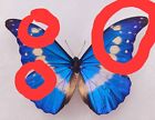 Real Framed Butterfly Blue Morpho Helena Rare Special Colors Riker Display