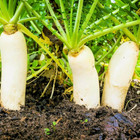 Fresh Daikon Radish Japanese Minowase Seeds   Heirloom Non-gmo   Vegetable Seeds