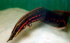Fire Eel-6   7        Live Freshwater Eel- mastacembelus Erythrotaenia  For Aquarium